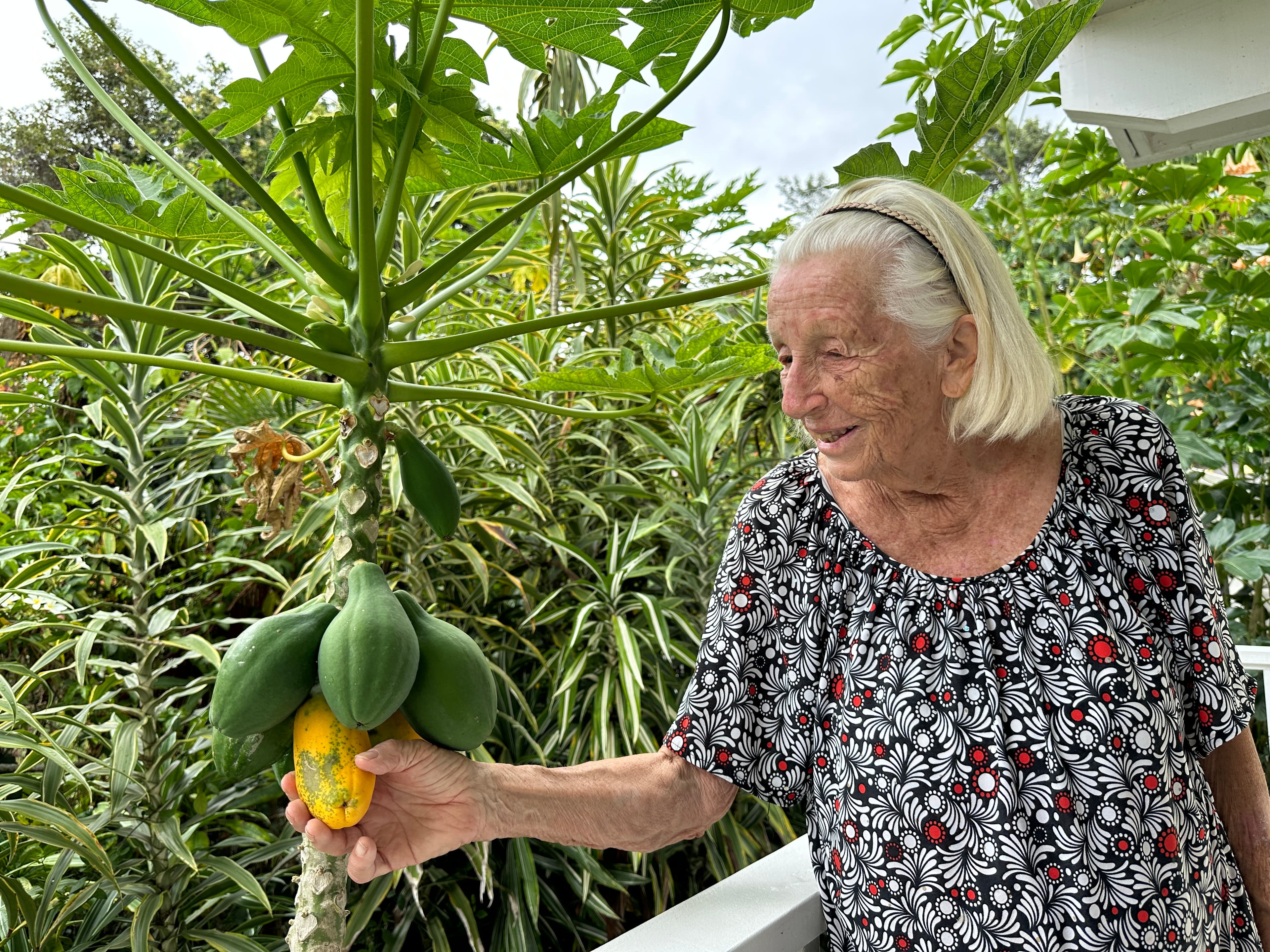 Pick Papayas from the Lanai
