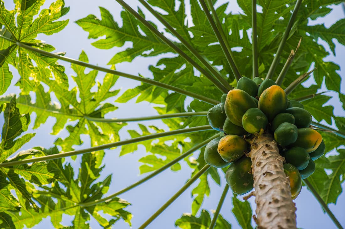 Papaya tree with ripening fruit
