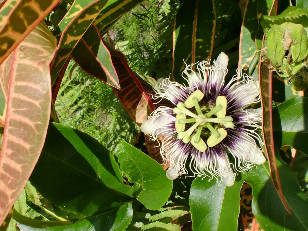 Passion fruit flower blooming in the garden