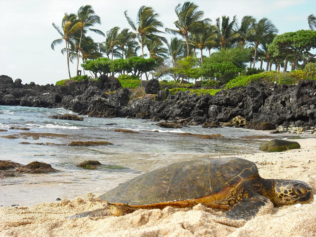Green sea turtle resting at Kukio Beach near Bears' Place
